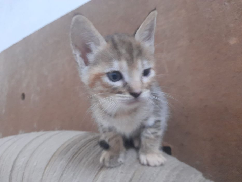 Gatinha para adopção