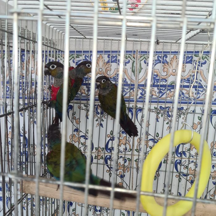 Pyurras novinhas