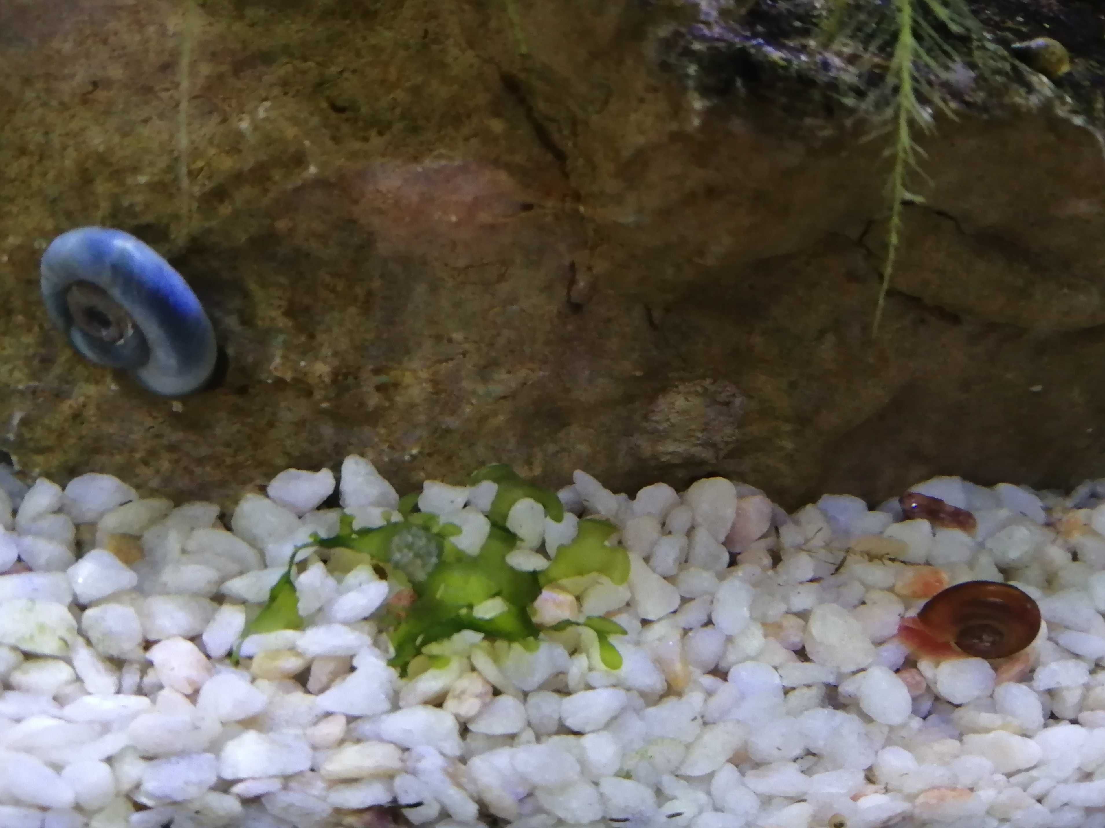 Aquario paludário terrario