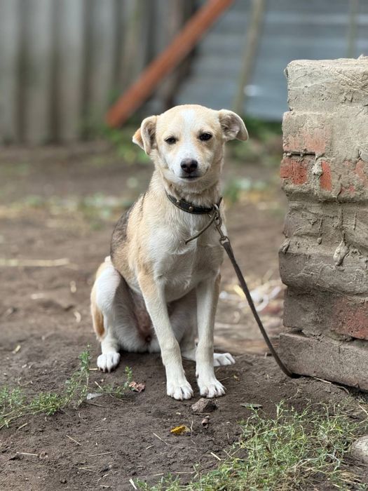 две девочки ищут семью