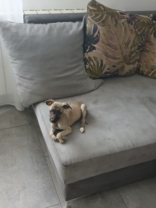 Chart Angielski Whippet śliczna suczka