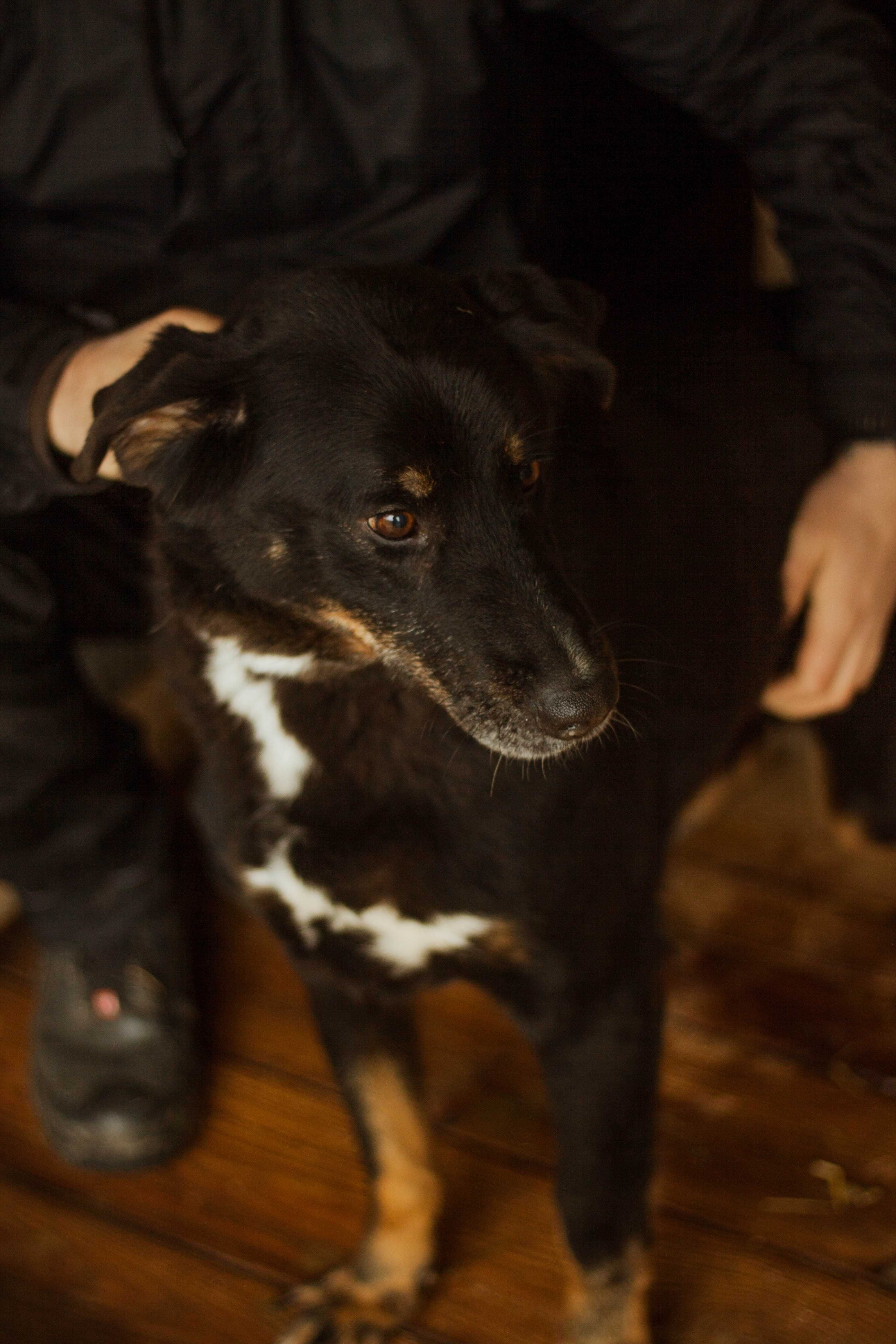 Saba dorosła, miła suczka do adopcji!
