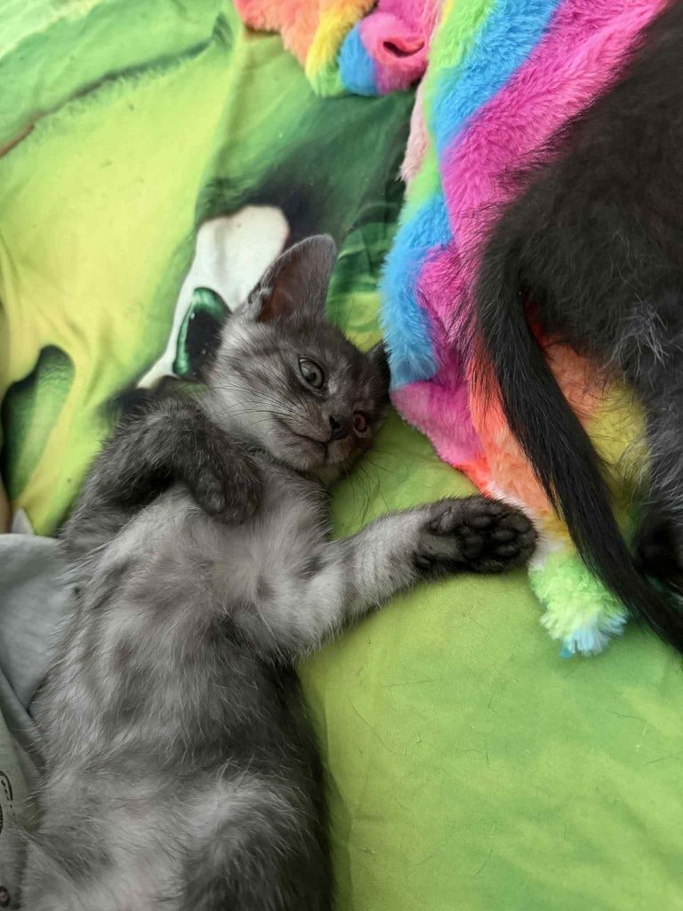 Trójka kociąt poleca się do adopcji!!