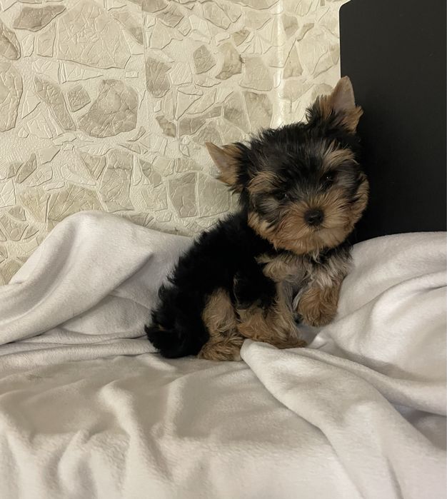 Стандарт з модочкою бебі фейс