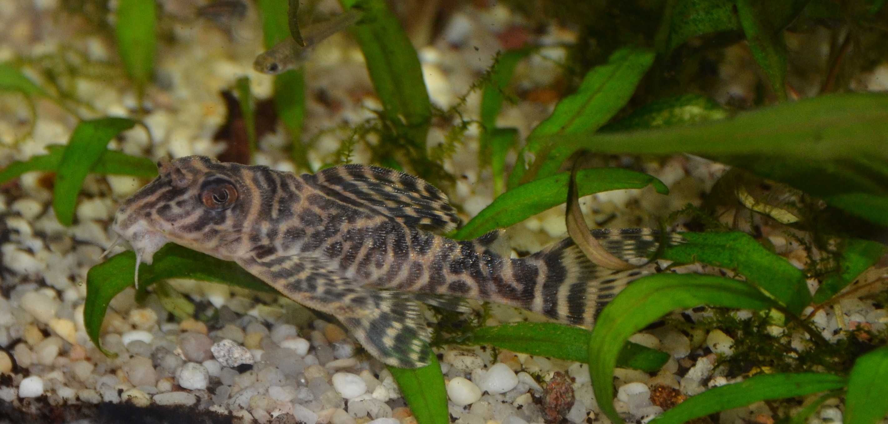 ZBROJNIK L333 Hypancistrus sp. 6cm