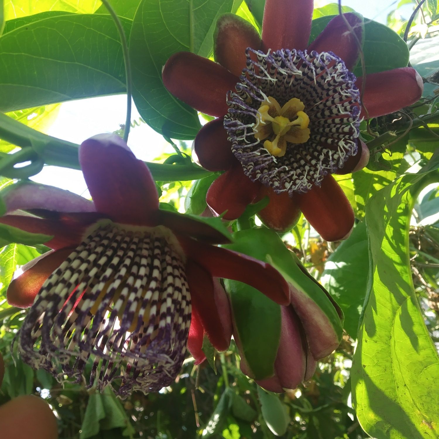 Plantas de maracujá Alata