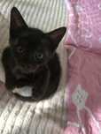 Piękny kocurek do adopcji
