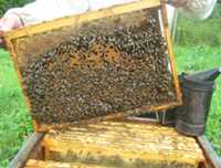 Бджолопакети (Пчелосемьи)