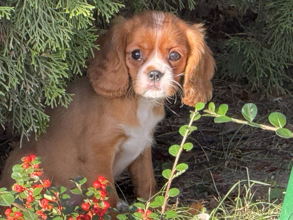 Cavalier king charles spaniel piesek szczeniak ruby z rodowodem