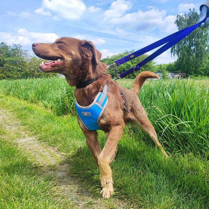 Młody, wesoły, trochę labkowaty Burbon szuka domu