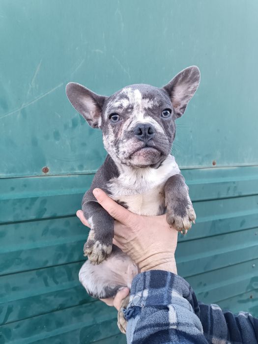 Чудові,красиві, розумні, різного забарвлення француз,з доставкою довас