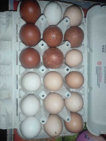 Курчата різних порід що нестимуть різнокольорові пасхальні яйця