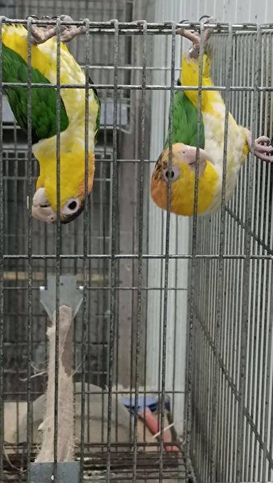 Marianinhas cabeça canela