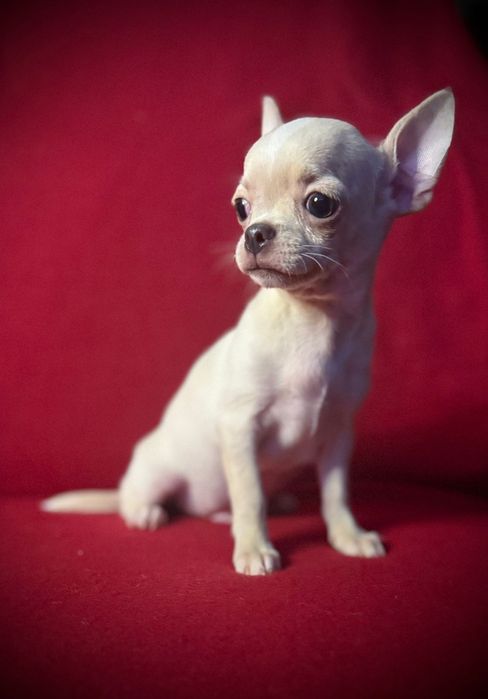 Chihuahua piesek z rodowodem chi
