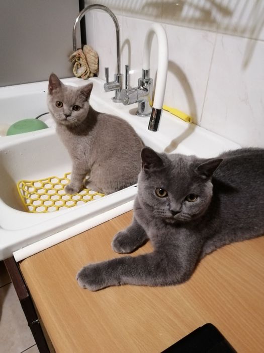 Piękne kocieta Brytyjskie z rodowodemFPL