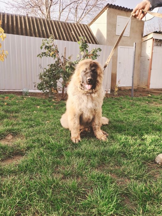 Кавказька вівчарка