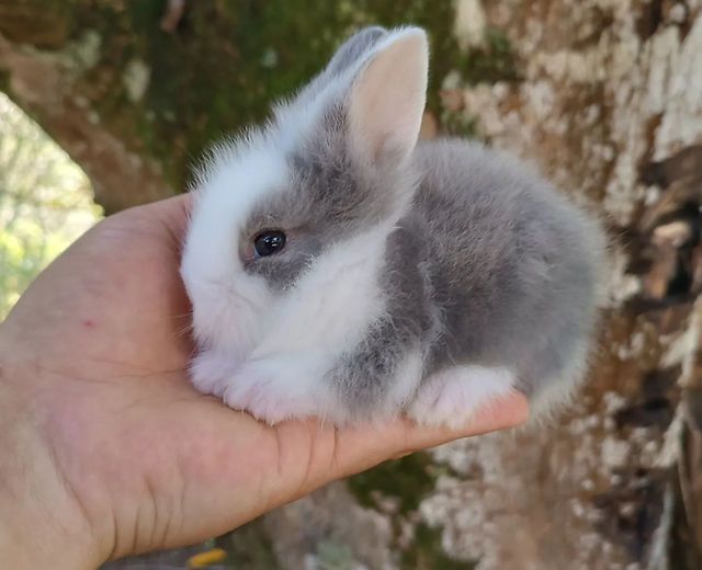 Coelhos anoes mini, mini lion, mini holandes etc.