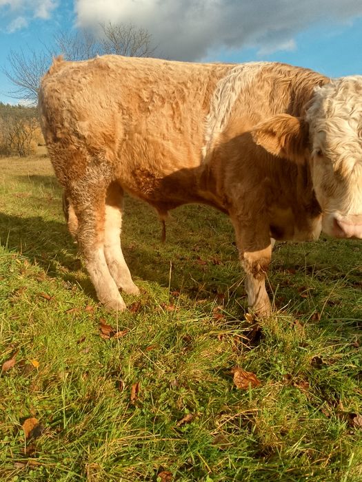 Sprzedam byczka simental