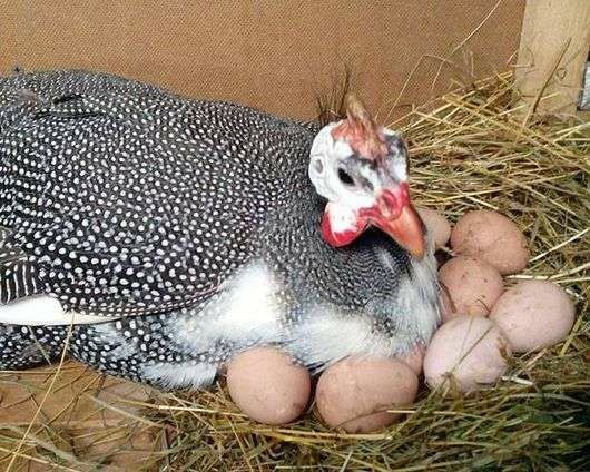 Продам яйце інкубаційне цесарки