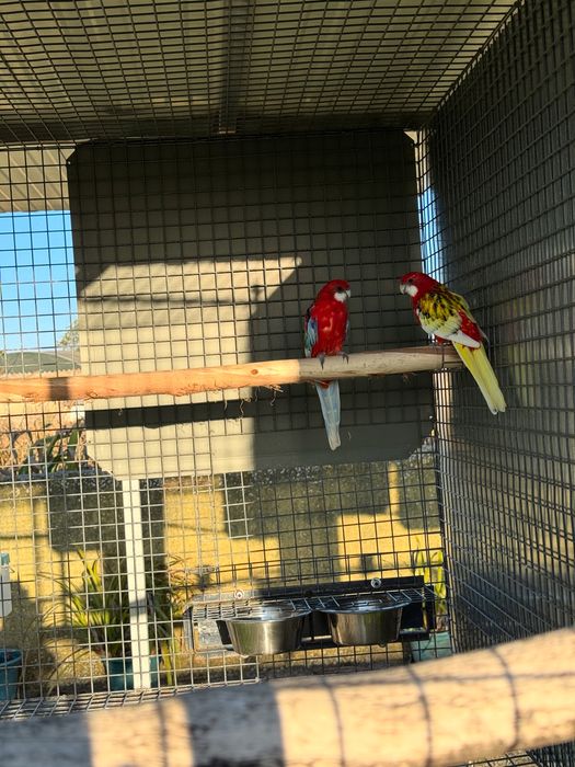 Varias aves cadais reprodutores e deste ano
