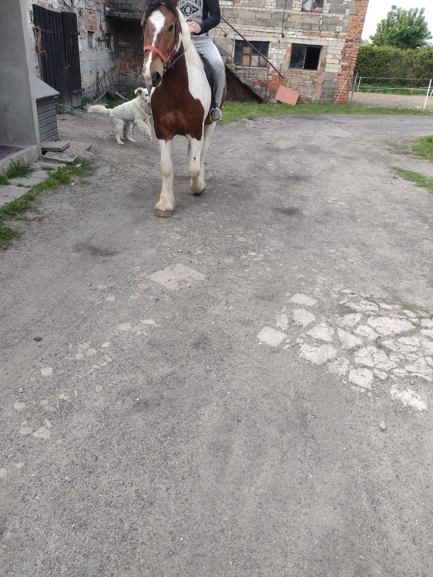 Sprzedam wałacha