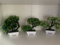 Drzewka bonsaii 3 sztuki
