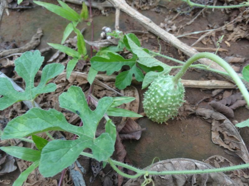 Sementes de Pepino Maxixe - cucumis anguria