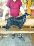 cocker spaniel angielski