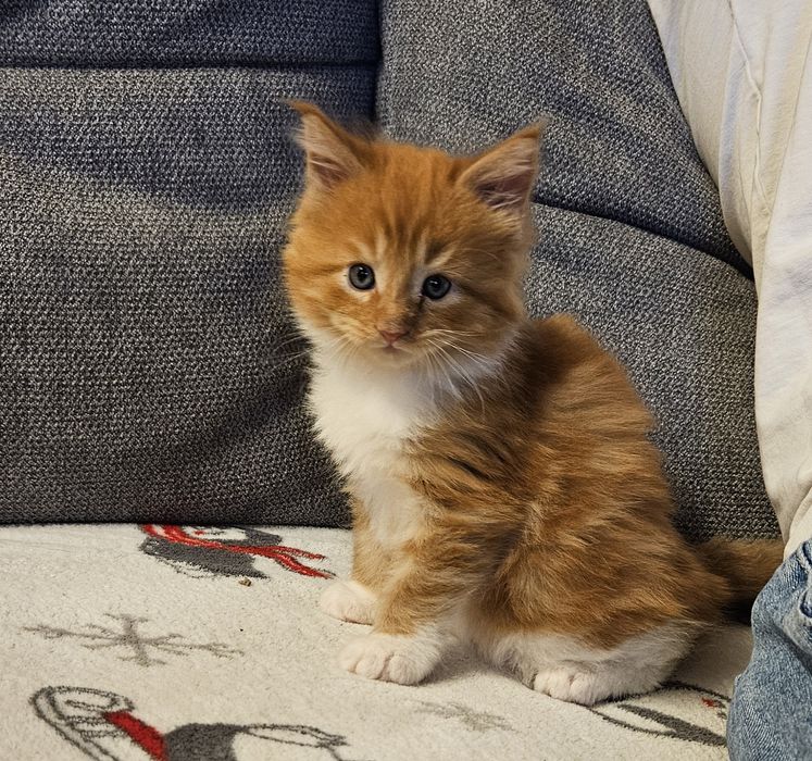 Rudy kawaler maine coon