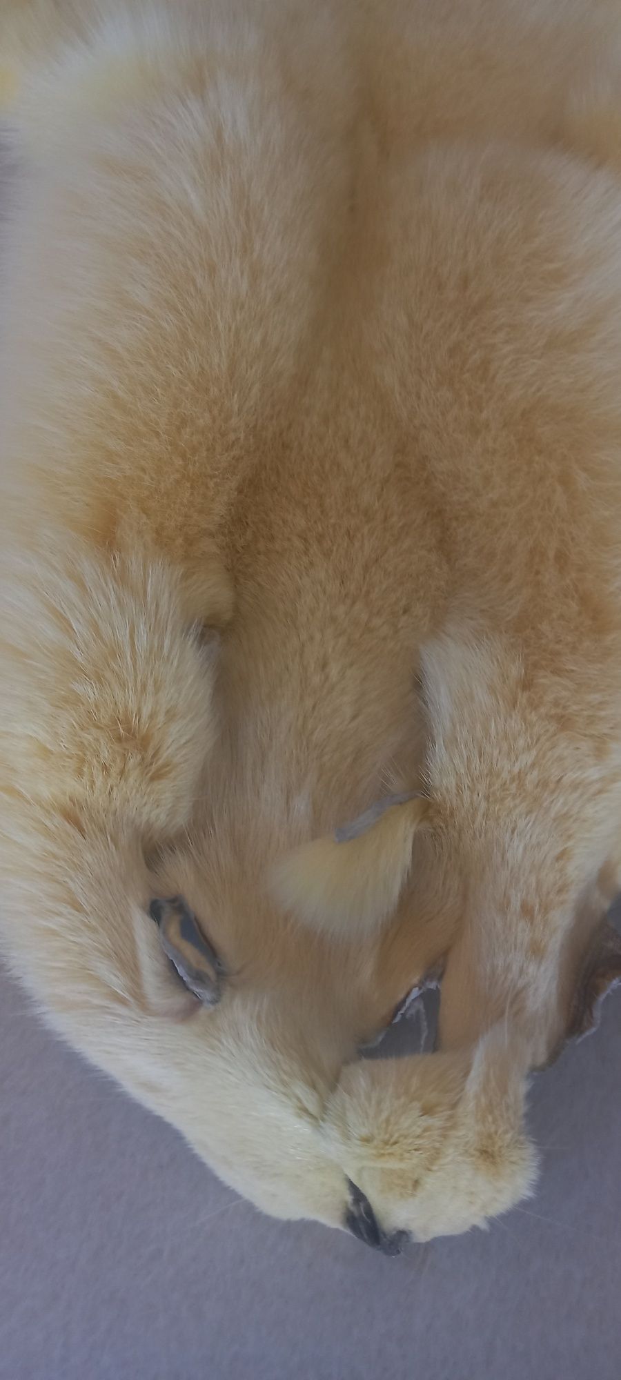 Pele de raposa verdadeira