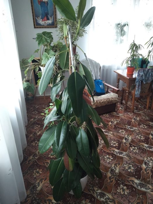 Фікус бенджаміна