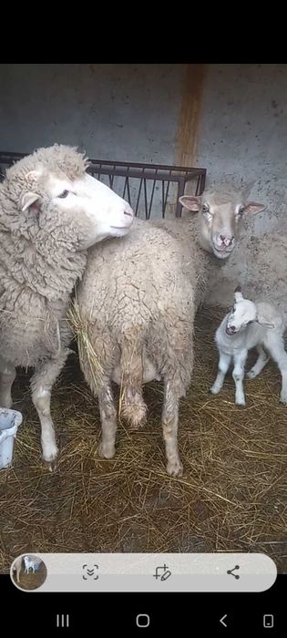 Vendo  ou troco ovelhas