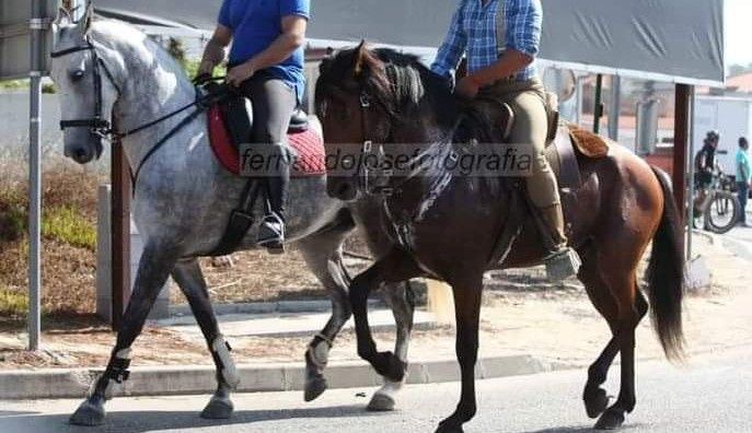 Cavalo típico.   .