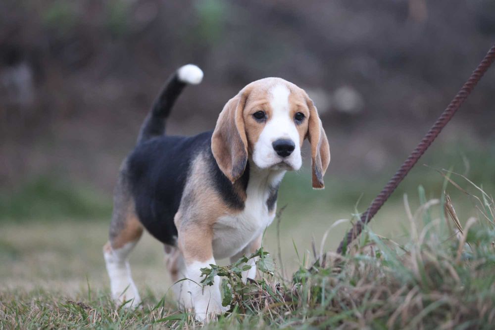 Краще цуценя бігля