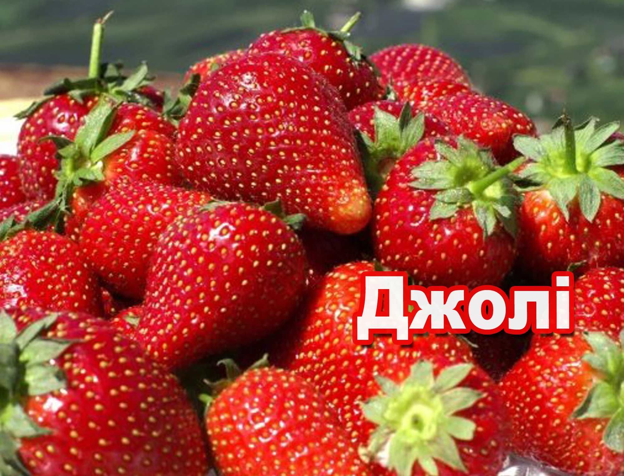 Саджанці (розсада) ранній сорт  полуниці strawberry johnny