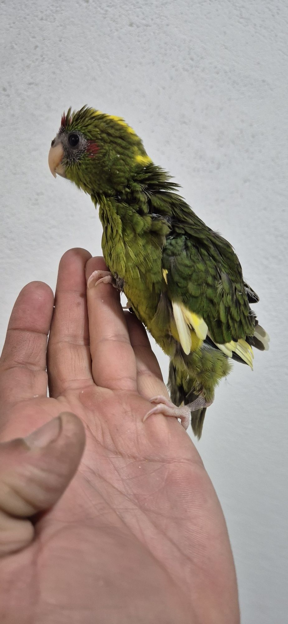 Kakariki macho domesticado