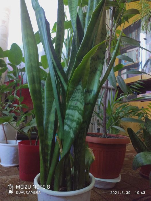 Сансевиерия комнатное растение