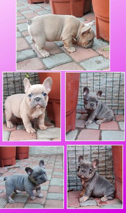 Мини французики! Они на фото!