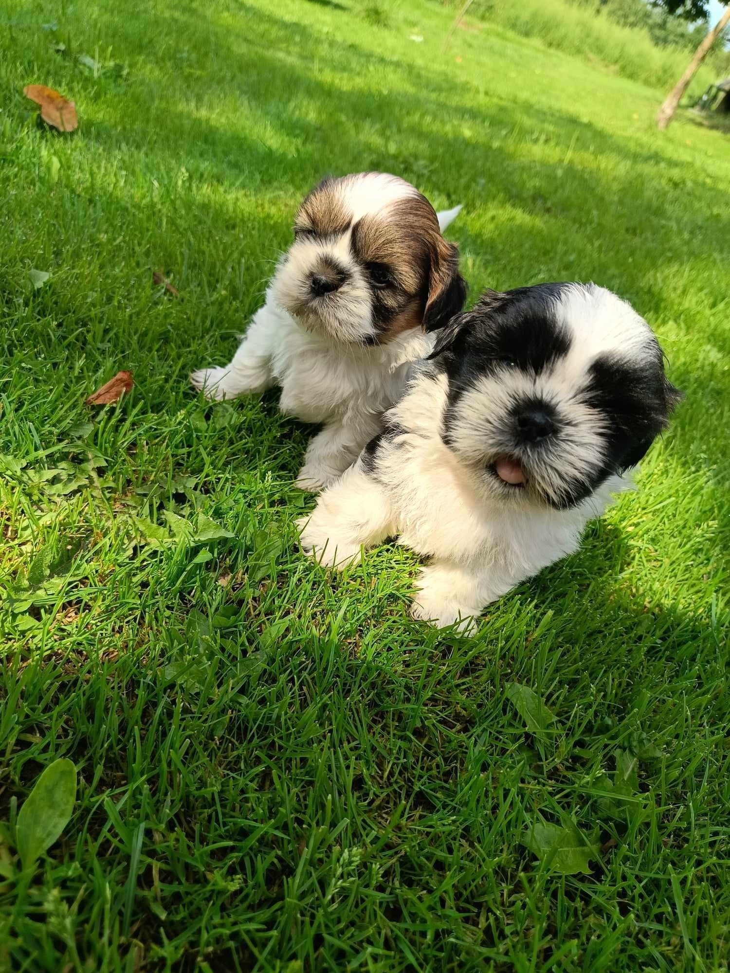 Shih tzu zapraszam