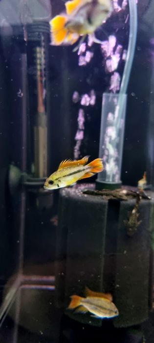 Pielęgniczka kakadu