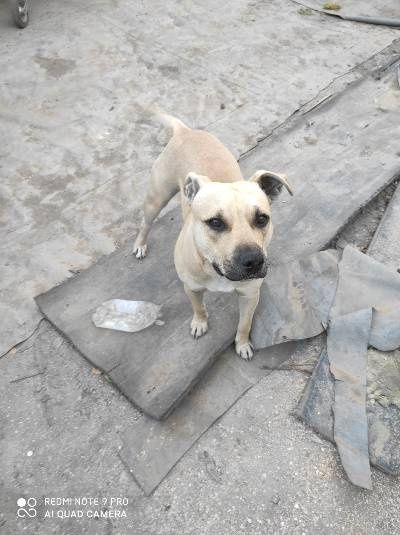 Пропала, потеряна  собака, американский стафф вознаграждение 20к