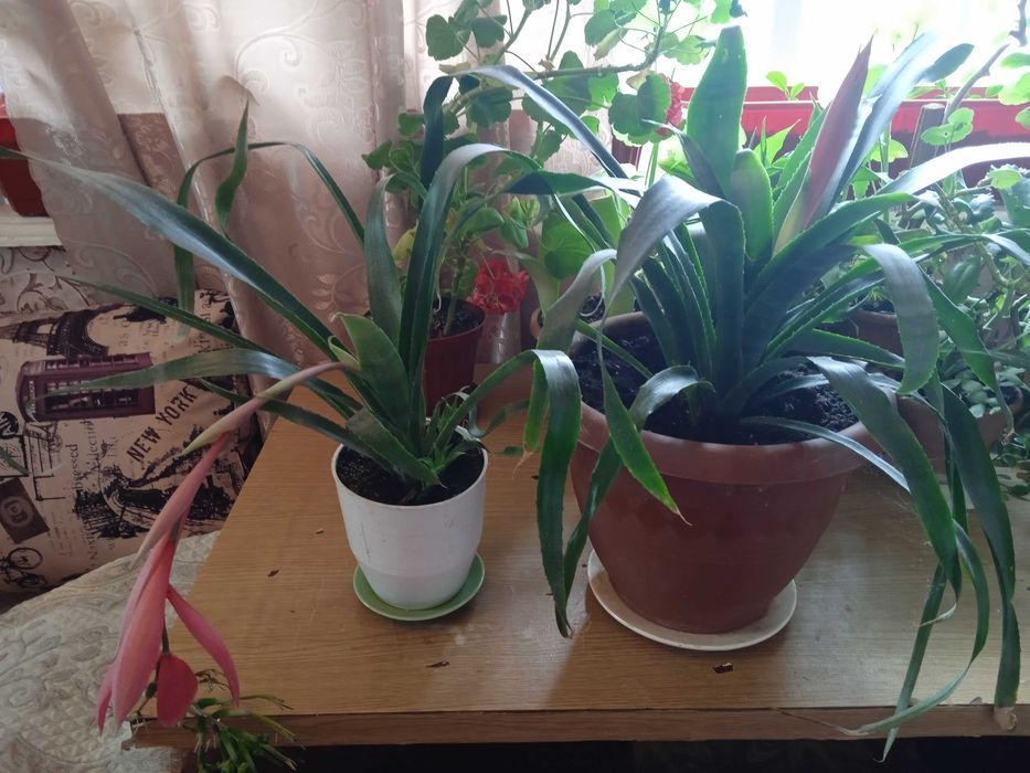 Розпродаю кімнатні квіти