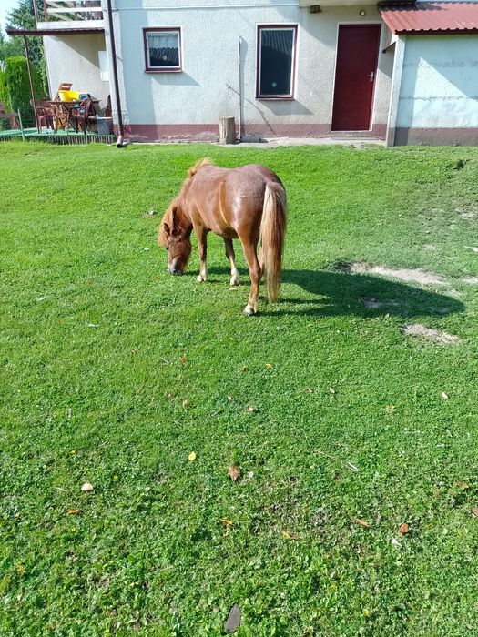 Klaczka kucyk sprzedam lub zamienię
