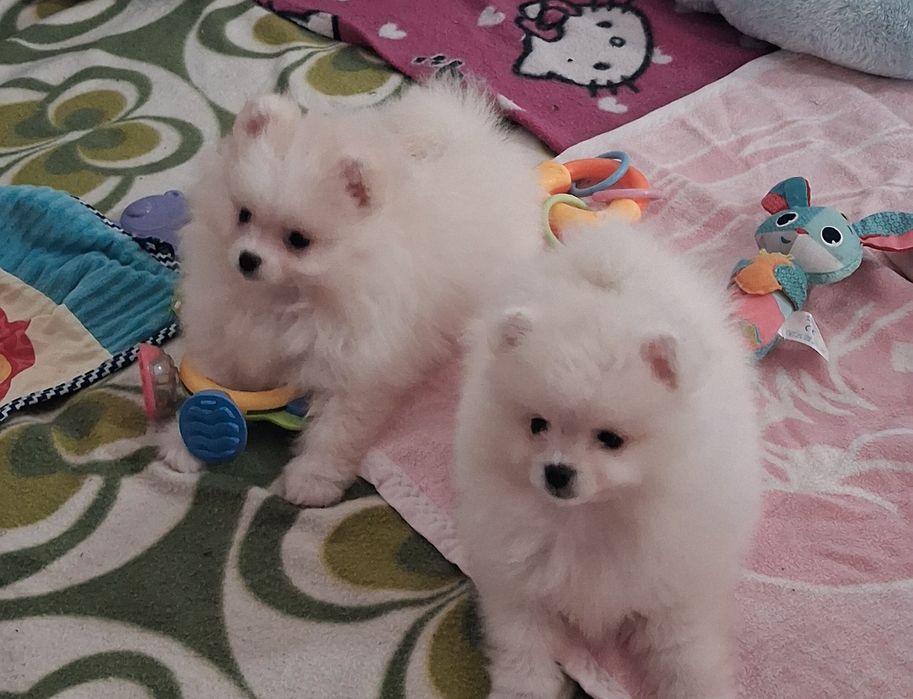 Chłopak pomeranian szpic miniaturowy