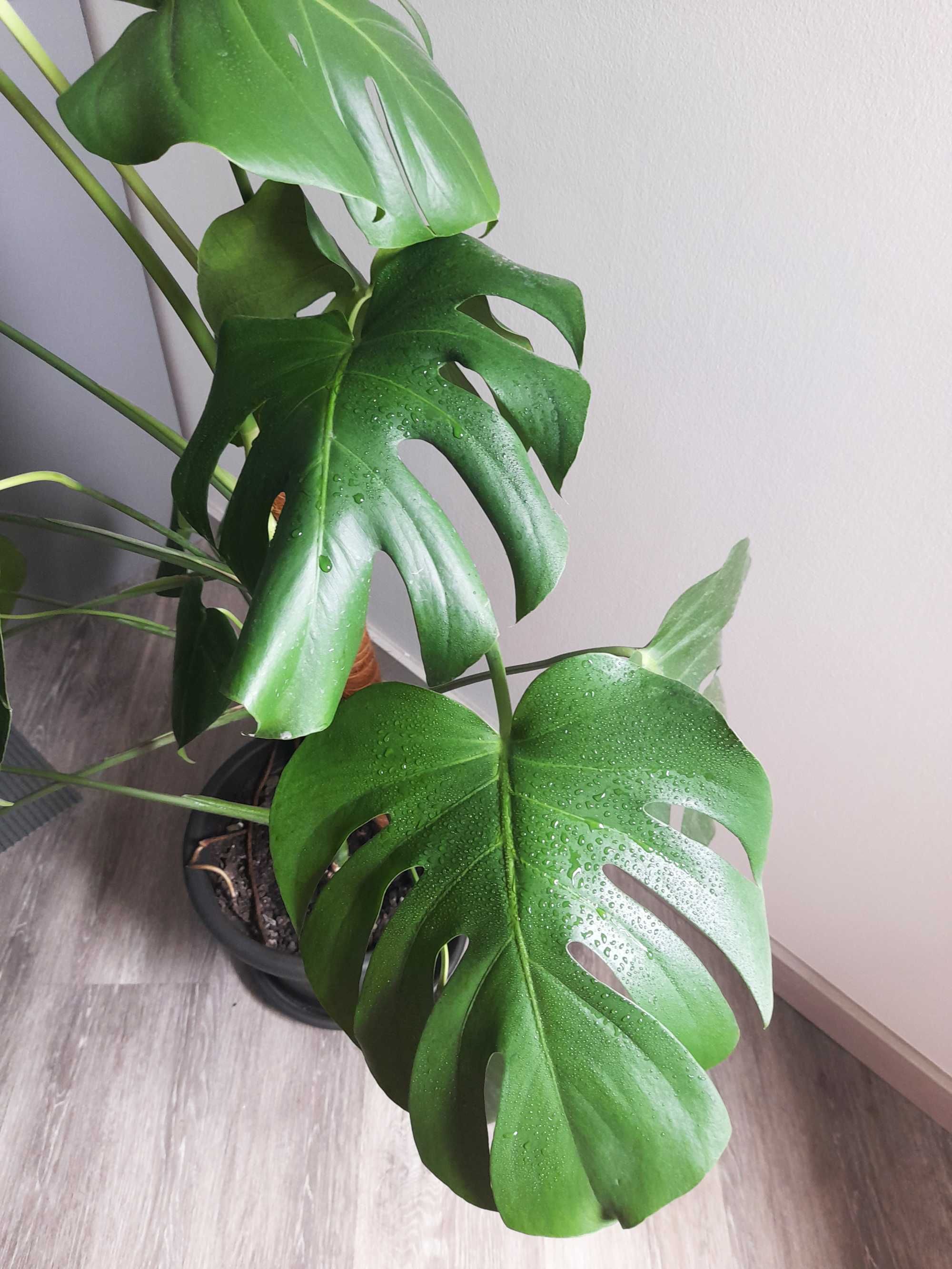 Monstera deliciosa / Costela de Adão / Planta natural