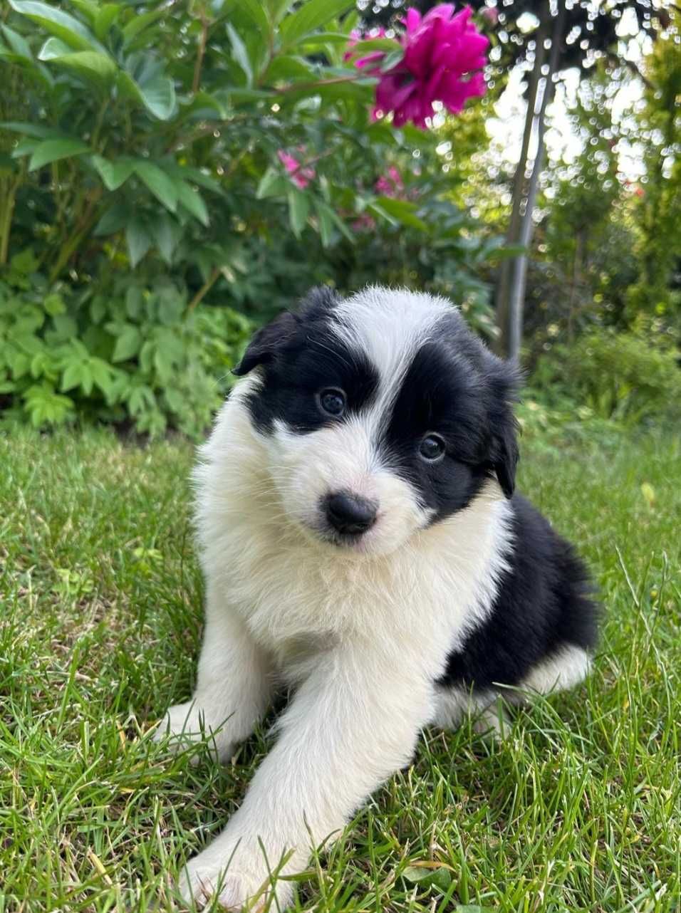 Border Collie szczeniak