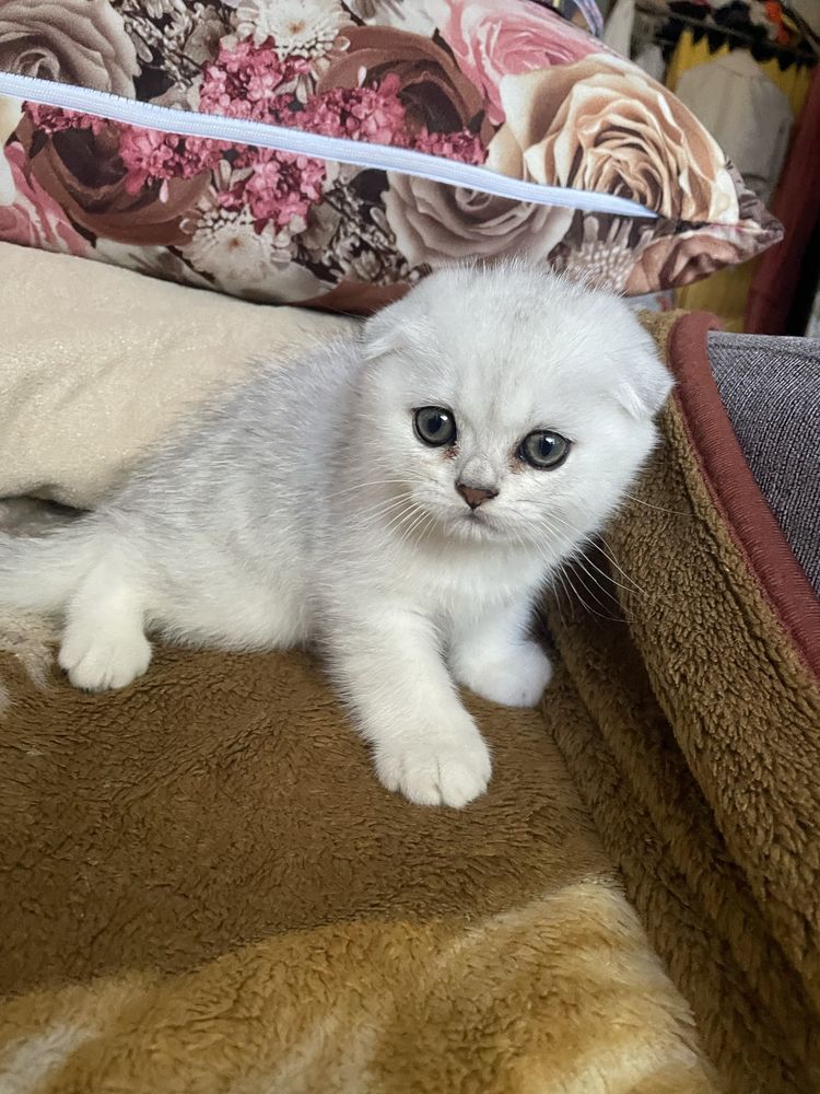 Скоттиш фолд котята остался(мальчик)