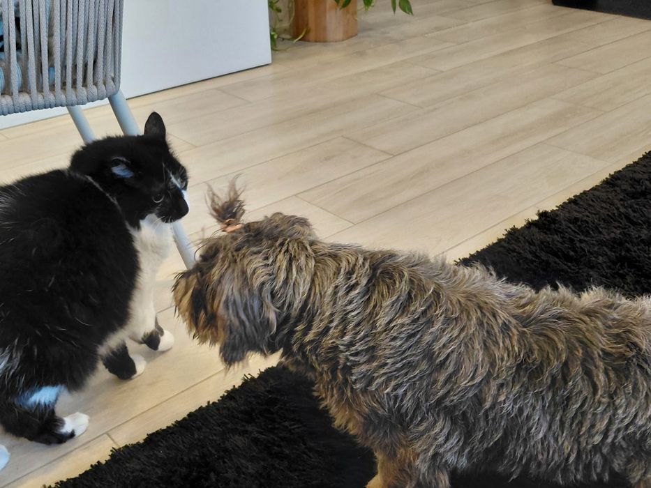 Sal- cão de porte pequeno para adoção responsável (8kg)