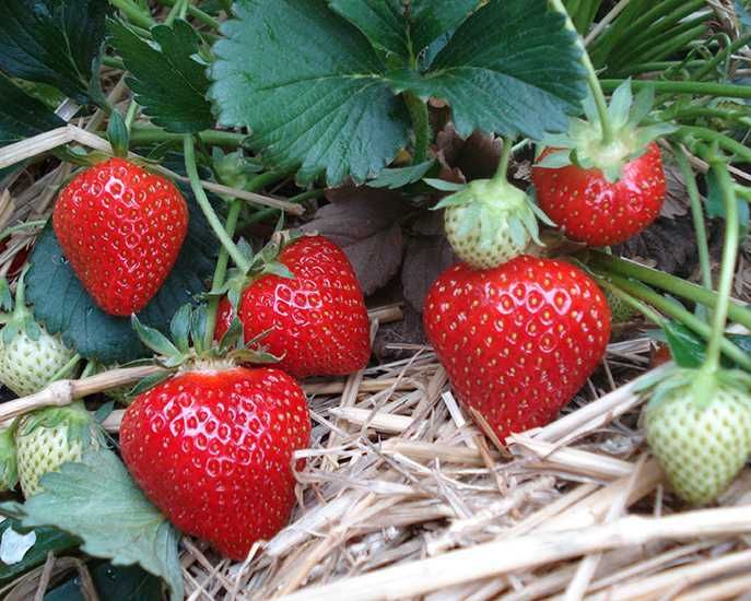 Sprzedam sadzonki truskawek