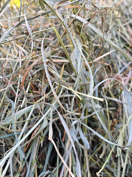 Siano majowe łąkowe 1 kg dla królika